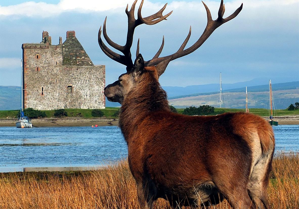 Stag with Lochranza Castle in the background