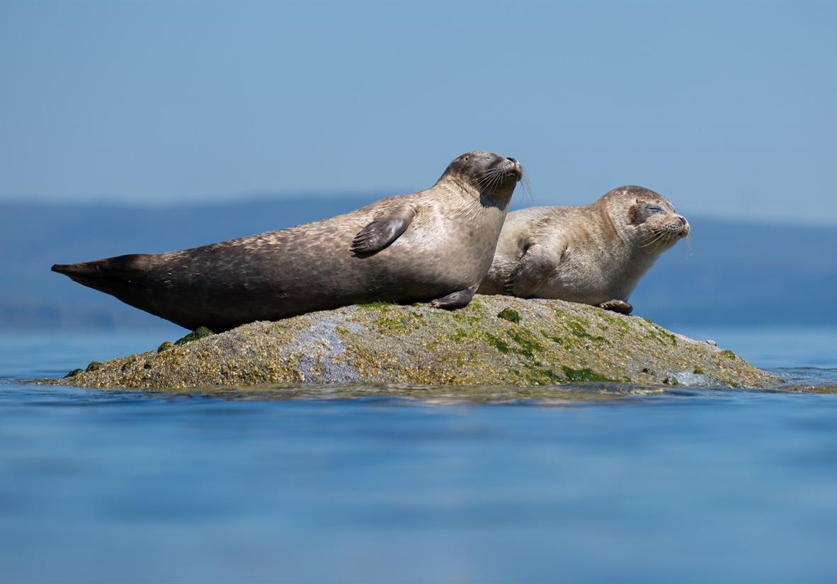 Common Seals are easy to spot