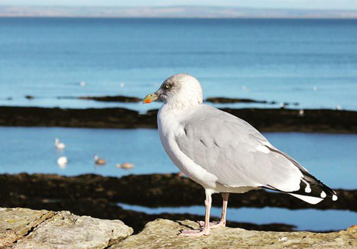 Seagull near St Andrews