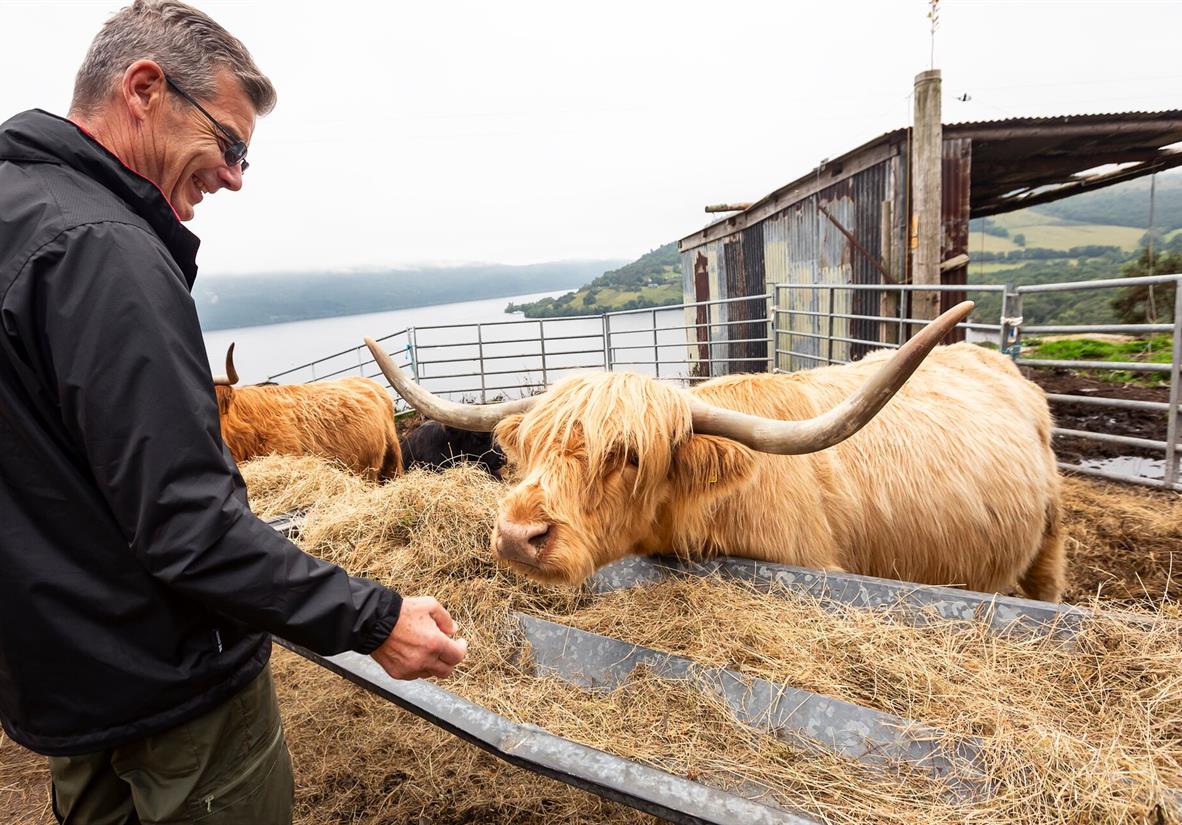 Highland Cows in Drumnadrochit