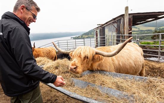 Highland Cows in Drumnadrochit