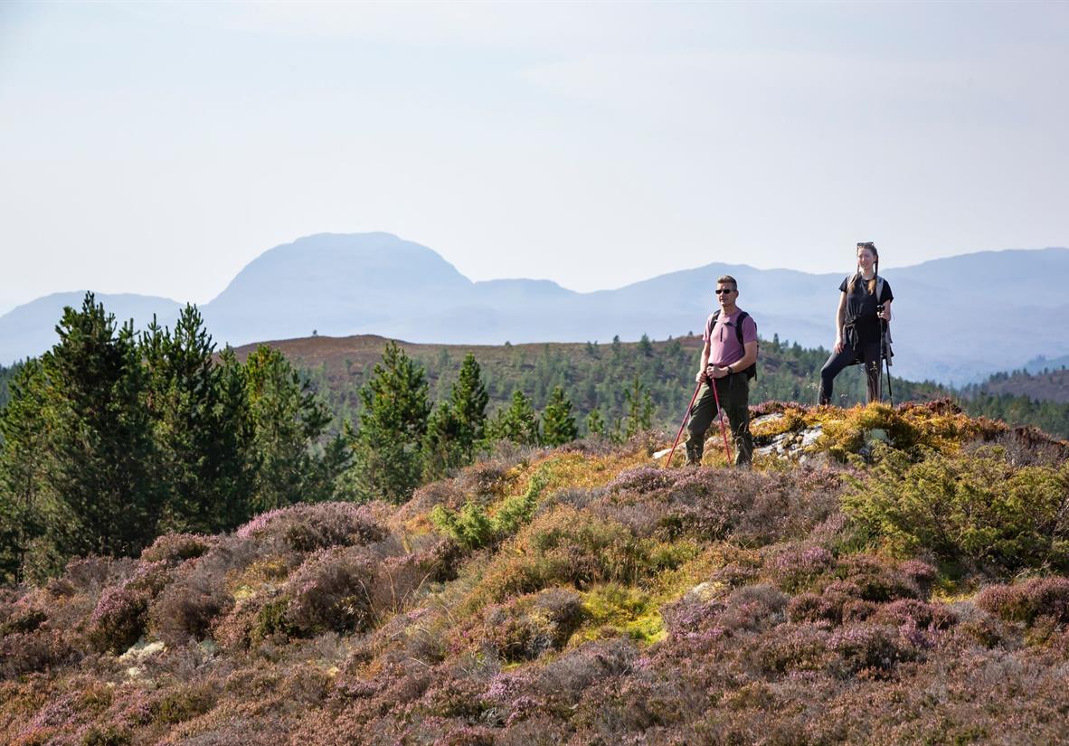 High through the Abriachan forest
