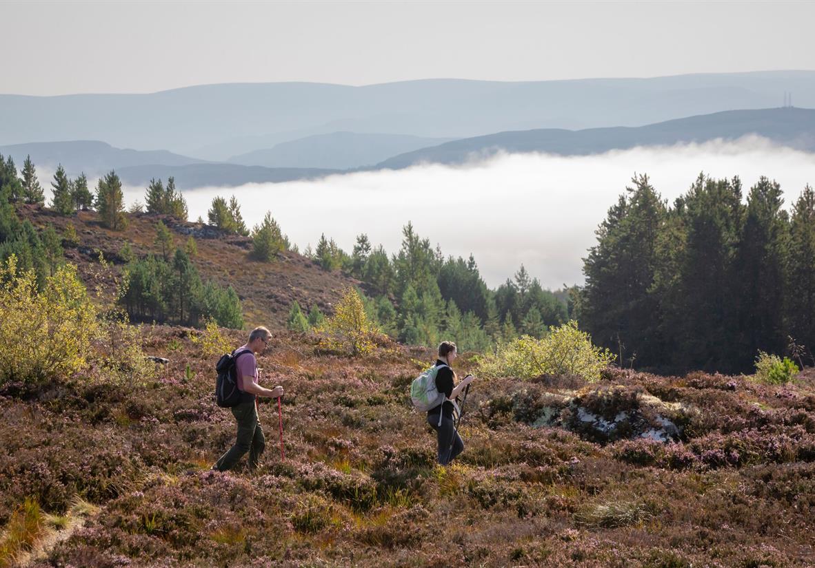 Great Glen Way high through Abriachan Forest