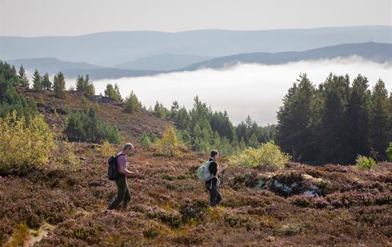 Great Glen Way high through Abriachan Forest