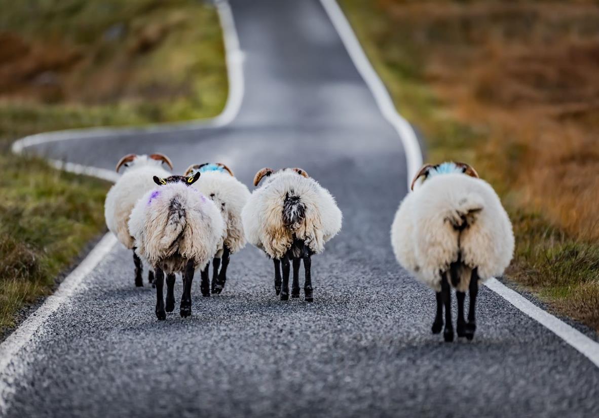 Verkehrshindernisse auf den Hebriden