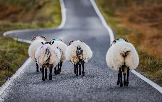 Verkehrshindernisse auf den Hebriden
