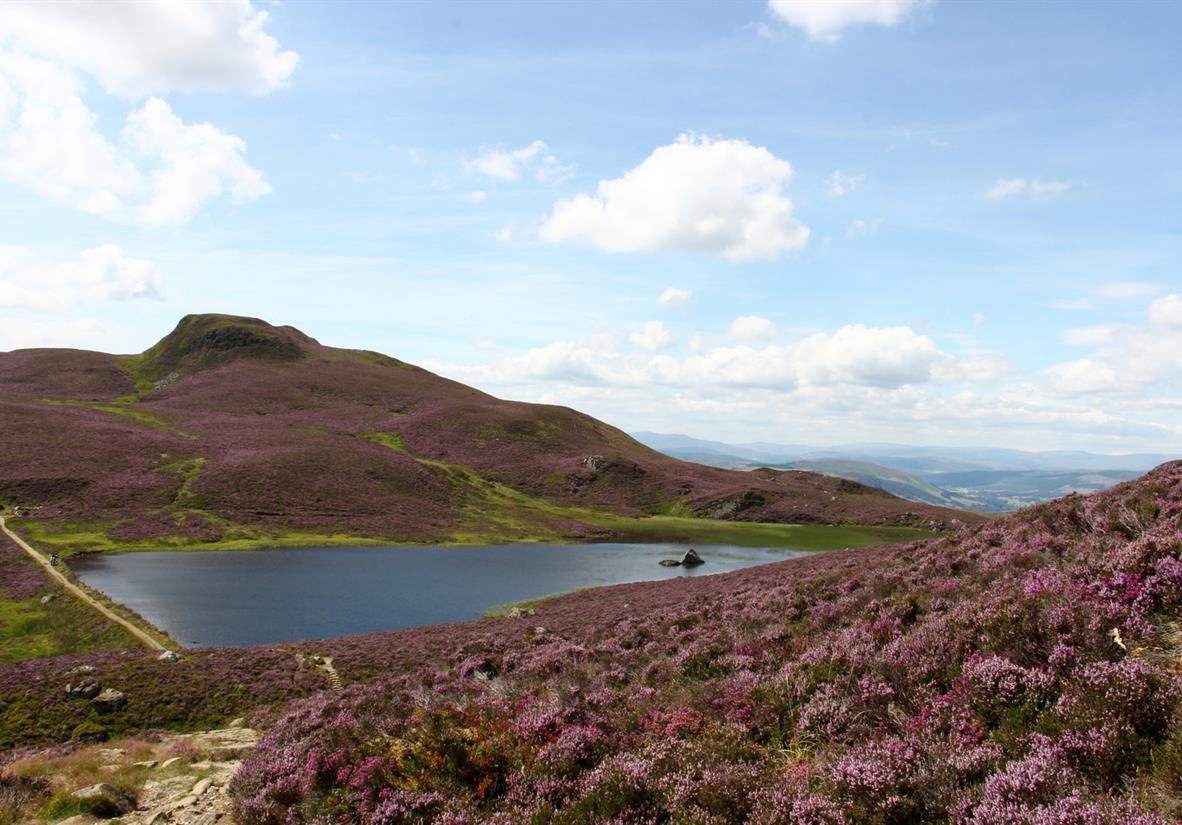 Ben Vrackie blanketed in heather