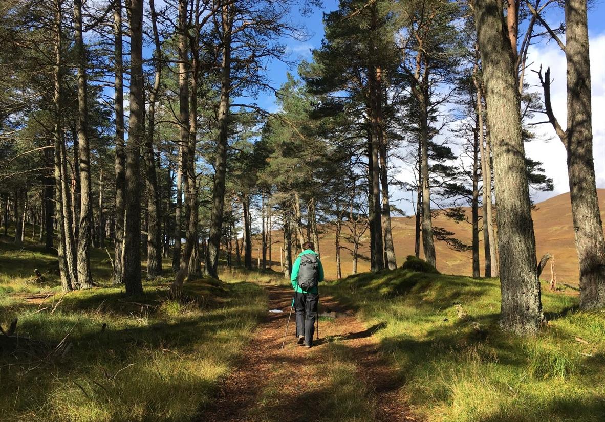 Hiking through the forest near Blair Castle