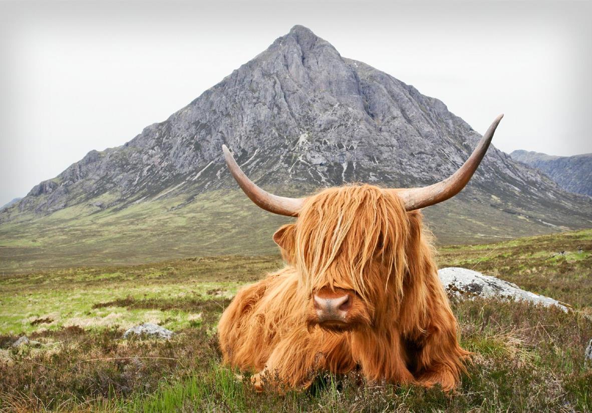 The hairy locals!
