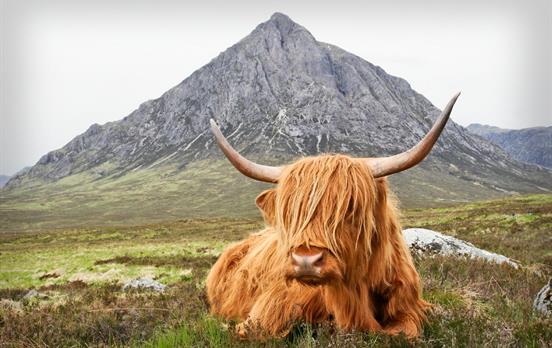 The hairy locals!