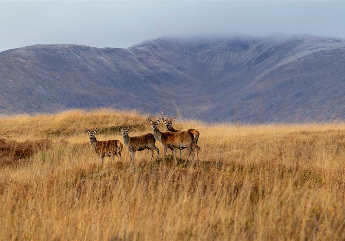 Deer on the West Highland Way