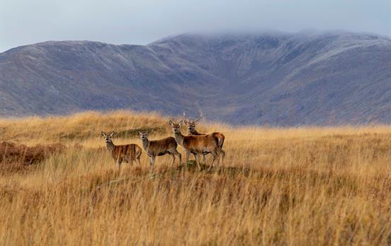 Deer on the West Highland Way