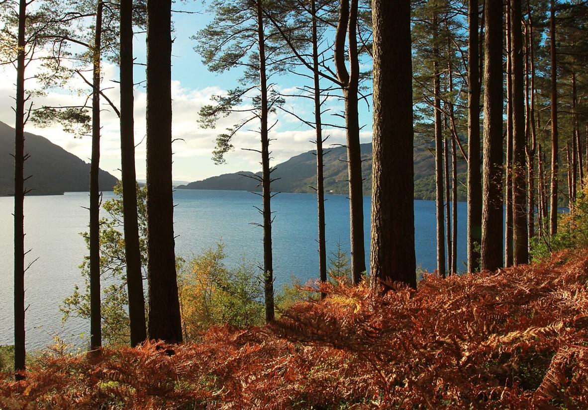 Forest paths along the bonnie banks of Loch Lomond