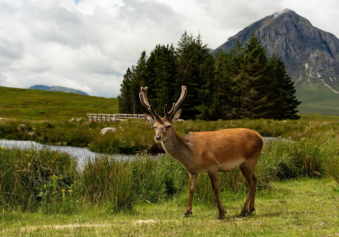 Deer outside Kingshouse Hotel in Glencoe