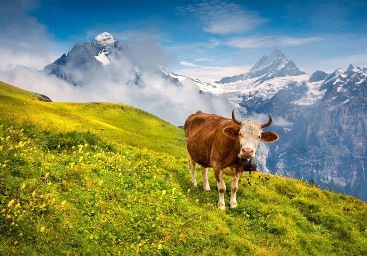 Wetterhorn Views