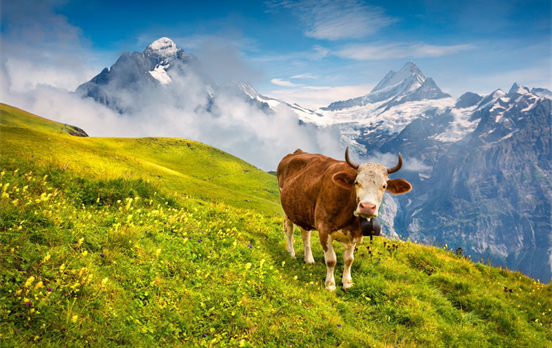 Wetterhorn Views