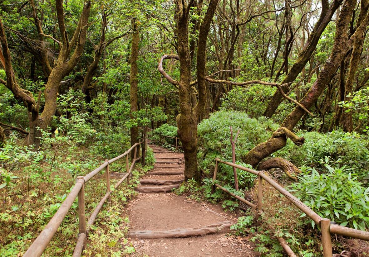 The laurel forests of the Garajonay National Park