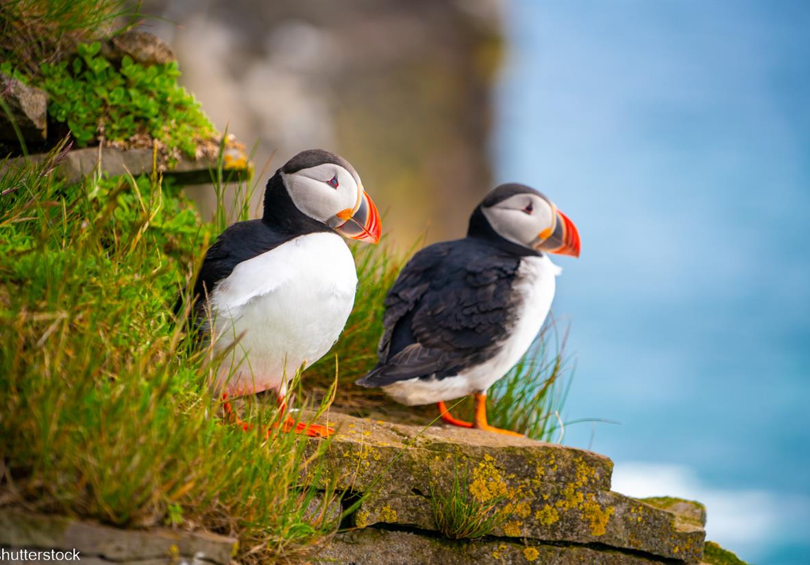 Puffins auf Skomer Island Pembrokeshire Coast Path