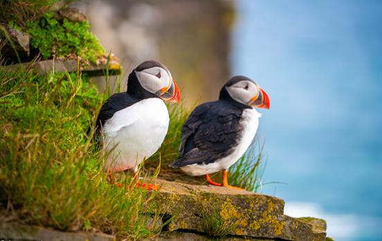 Puffins auf Skomer Island Pembrokeshire Coast Path