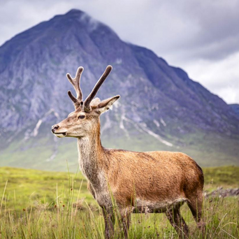 Scotland